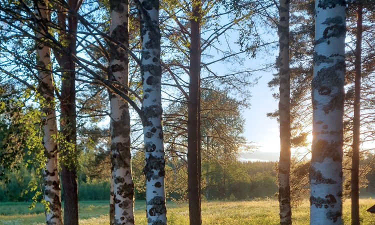 etualalla koivupuunrunkoja, takana näkyy pelto ja metsä